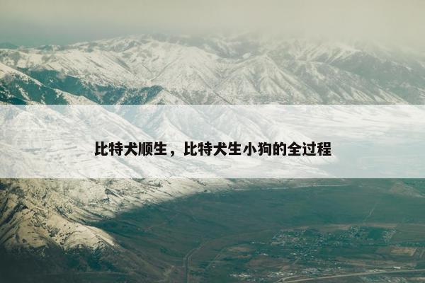 比特犬顺生，比特犬生小狗的全过程