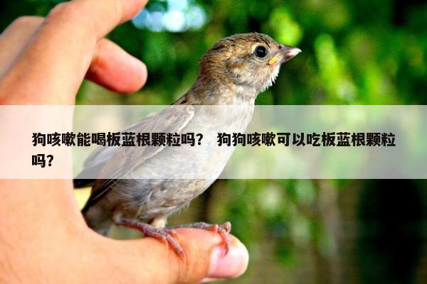 狗咳嗽能喝板蓝根颗粒吗？ 狗狗咳嗽可以吃板蓝根颗粒吗？