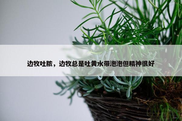 边牧吐脓，边牧总是吐黄水带泡泡但精神很好