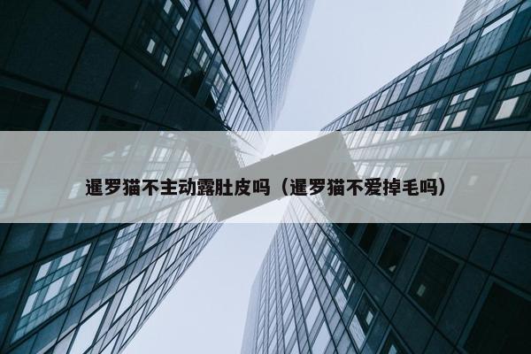 暹罗猫不主动露肚皮吗（暹罗猫不爱掉毛吗）