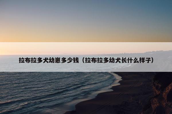 拉布拉多犬幼崽多少钱（拉布拉多幼犬长什么样子）