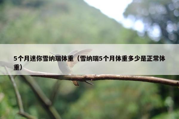 5个月迷你雪纳瑞体重（雪纳瑞5个月体重多少是正常体重）