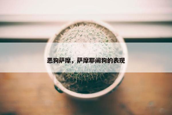 恶狗萨摩，萨摩耶闹狗的表现