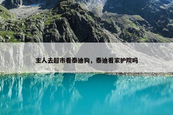 主人去超市看泰迪狗，泰迪看家护院吗