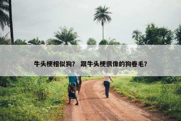 牛头梗相似狗？ 跟牛头梗很像的狗卷毛？