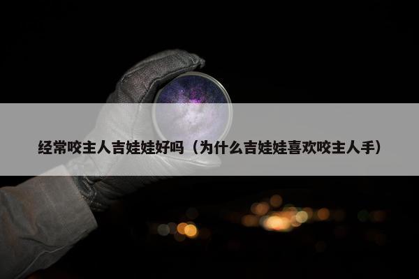 经常咬主人吉娃娃好吗（为什么吉娃娃喜欢咬主人手）