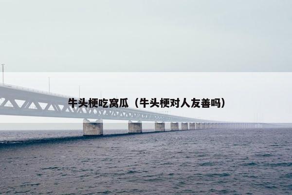 牛头梗吃窝瓜（牛头梗对人友善吗）
