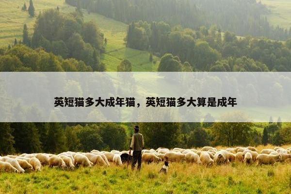 英短猫多大成年猫，英短猫多大算是成年
