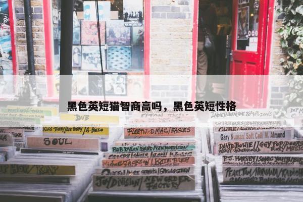 黑色英短猫智商高吗，黑色英短性格