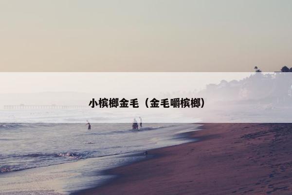 小槟榔金毛（金毛嚼槟榔）