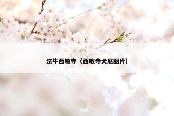 法牛西敏寺（西敏寺犬展图片）