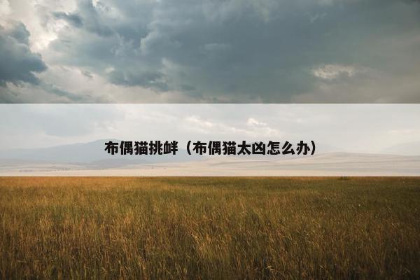 布偶猫挑衅（布偶猫太凶怎么办）