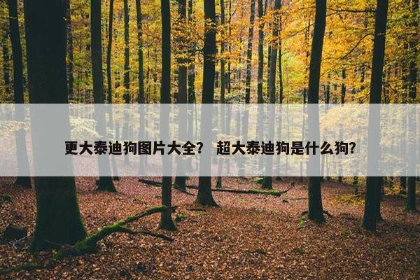 更大泰迪狗图片大全？ 超大泰迪狗是什么狗？