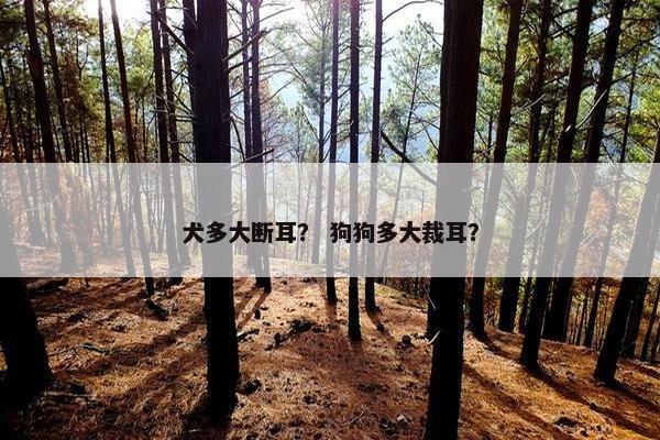 犬多大断耳？ 狗狗多大裁耳？