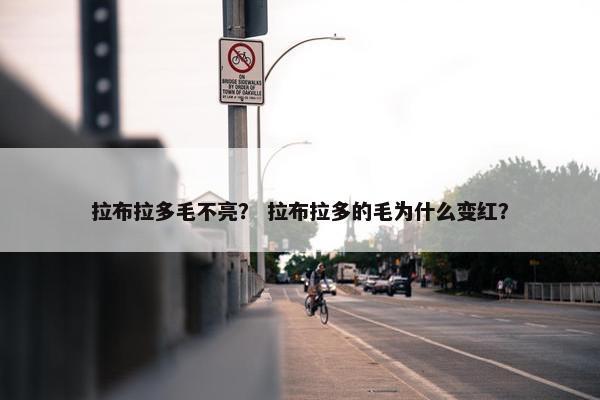 拉布拉多毛不亮？ 拉布拉多的毛为什么变红？