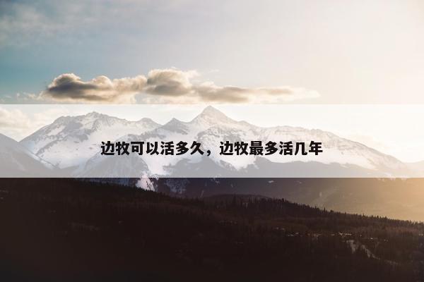 边牧可以活多久，边牧最多活几年