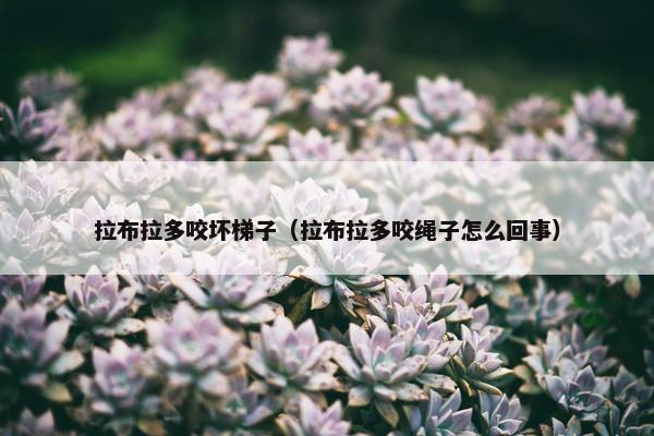 拉布拉多咬坏梯子（拉布拉多咬绳子怎么回事）