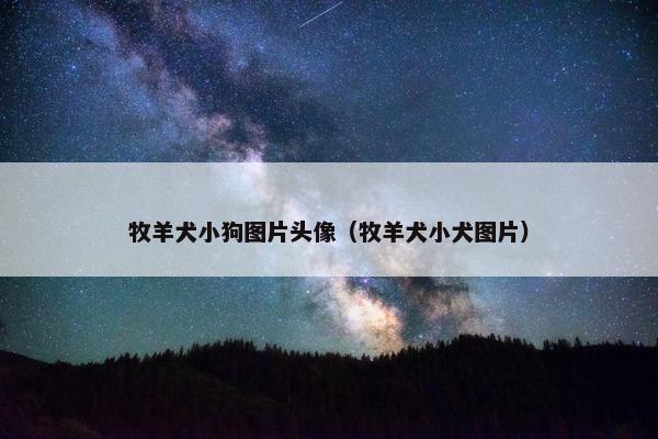 牧羊犬小狗图片头像（牧羊犬小犬图片）