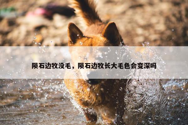 陨石边牧没毛，陨石边牧长大毛色会变深吗