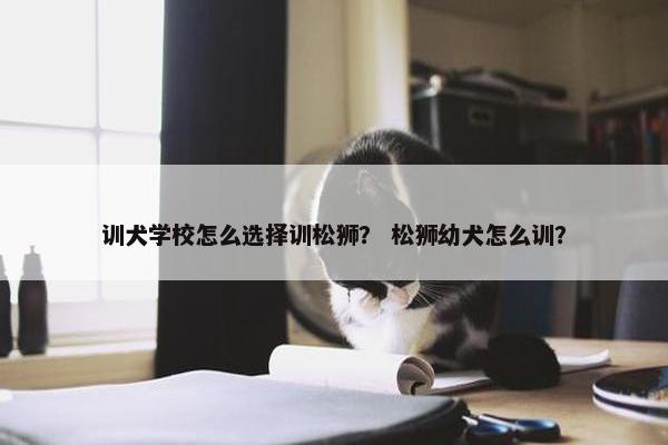 训犬学校怎么选择训松狮？ 松狮幼犬怎么训？