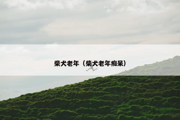 柴犬老年（柴犬老年痴呆）