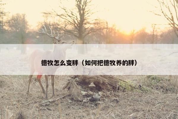 德牧怎么变胖（如何把德牧养的胖）