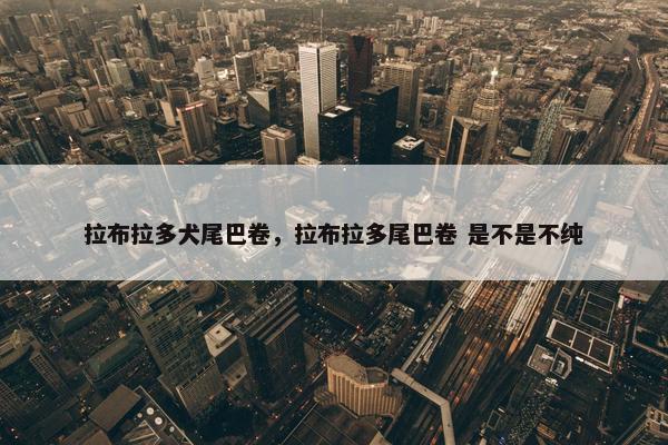 拉布拉多犬尾巴卷，拉布拉多尾巴卷 是不是不纯