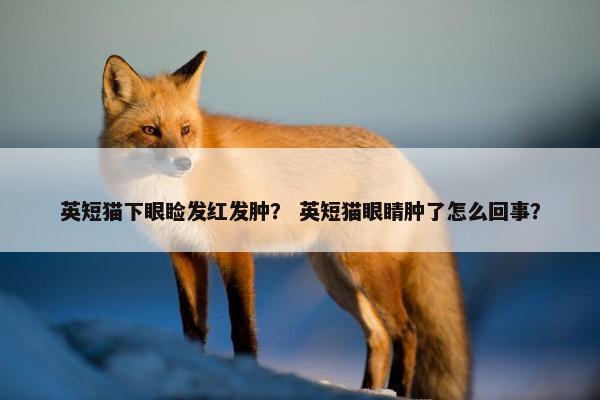 英短猫下眼睑发红发肿？ 英短猫眼睛肿了怎么回事？