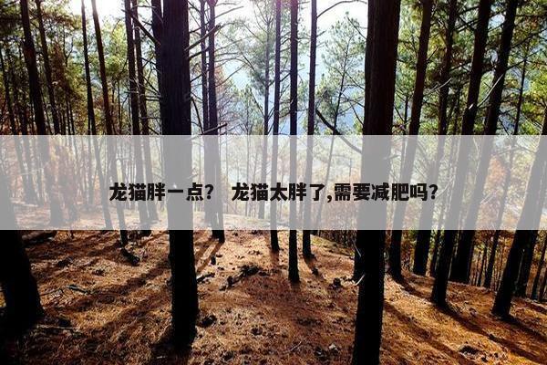 龙猫胖一点？ 龙猫太胖了,需要减肥吗？