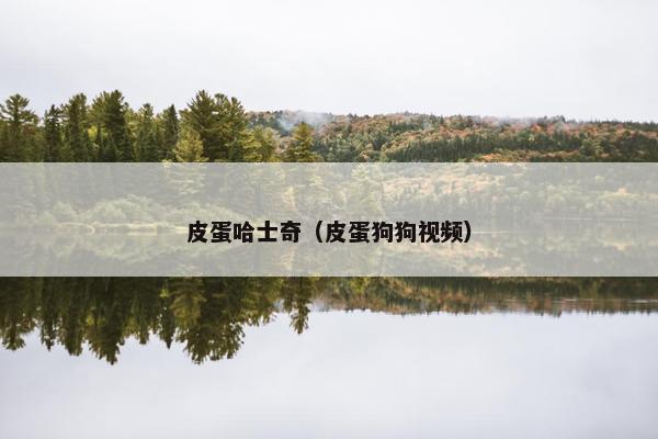 皮蛋哈士奇（皮蛋狗狗视频）