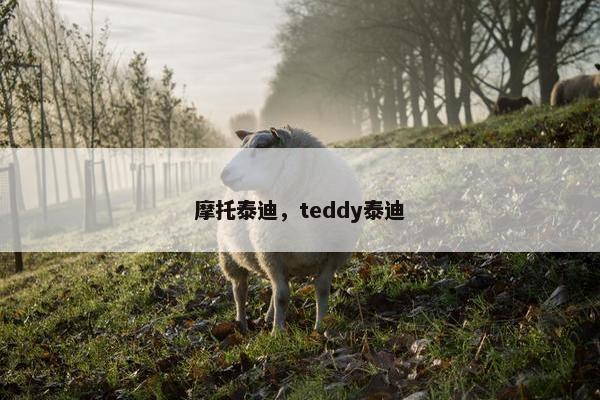 摩托泰迪，teddy泰迪
