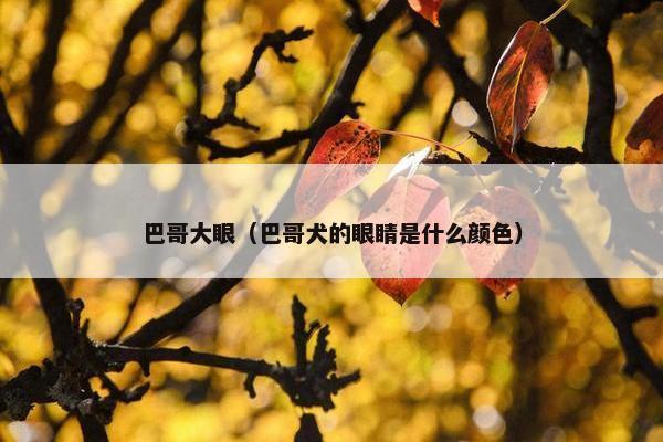 巴哥大眼（巴哥犬的眼睛是什么颜色）