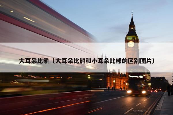 大耳朵比熊（大耳朵比熊和小耳朵比熊的区别图片）