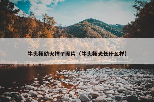 牛头梗幼犬样子图片（牛头梗犬长什么样）