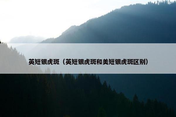 英短银虎斑（英短银虎斑和美短银虎斑区别）