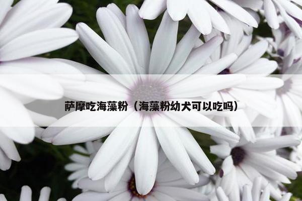 萨摩吃海藻粉（海藻粉幼犬可以吃吗）