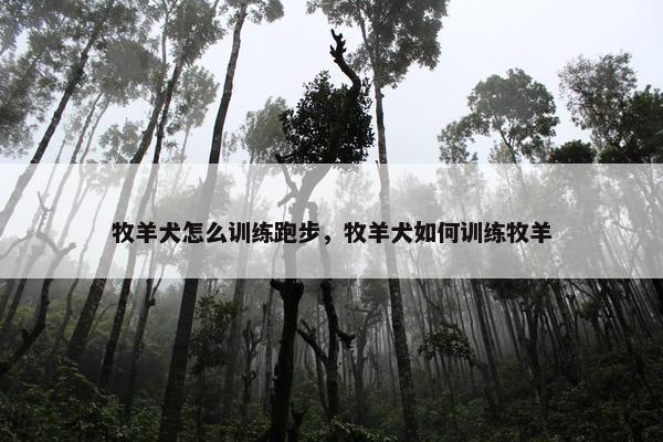 牧羊犬怎么训练跑步，牧羊犬如何训练牧羊