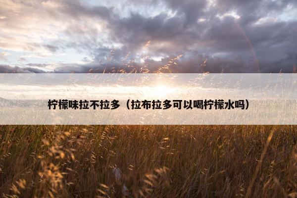 柠檬味拉不拉多（拉布拉多可以喝柠檬水吗）