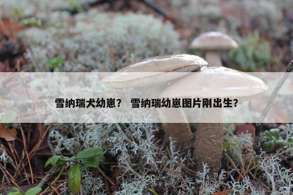 雪纳瑞犬幼崽？ 雪纳瑞幼崽图片刚出生？