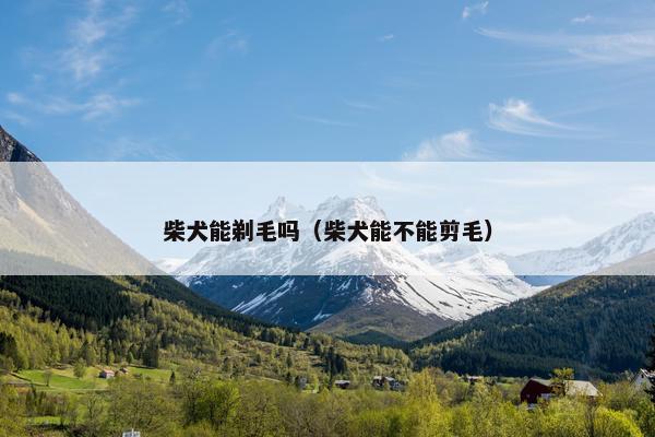 柴犬能剃毛吗（柴犬能不能剪毛）
