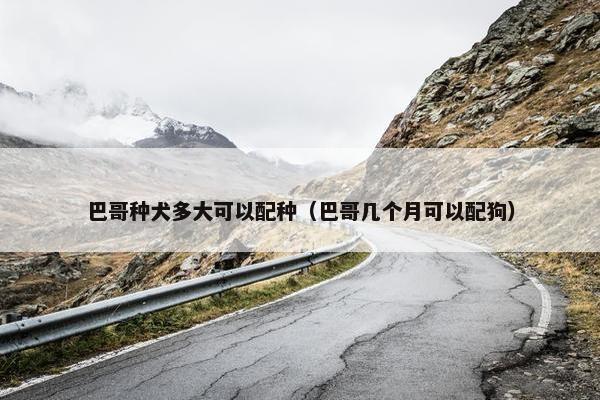 巴哥种犬多大可以配种（巴哥几个月可以配狗）