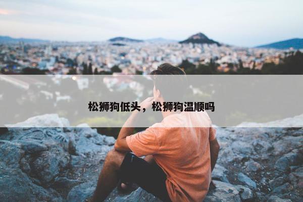 松狮狗低头，松狮狗温顺吗