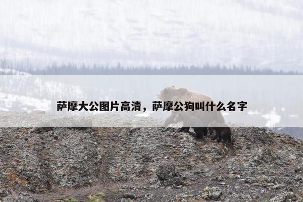 萨摩大公图片高清，萨摩公狗叫什么名字