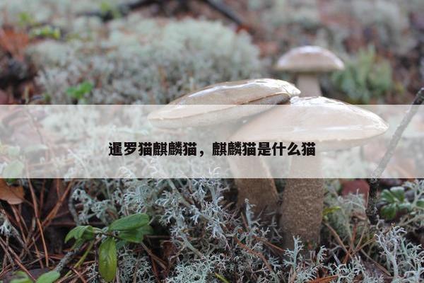 暹罗猫麒麟猫，麒麟猫是什么猫