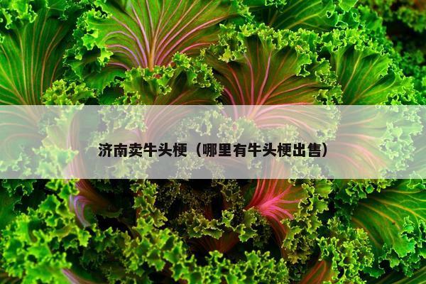 济南卖牛头梗（哪里有牛头梗出售）