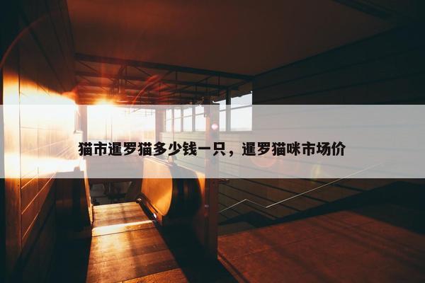 猫市暹罗猫多少钱一只，暹罗猫咪市场价