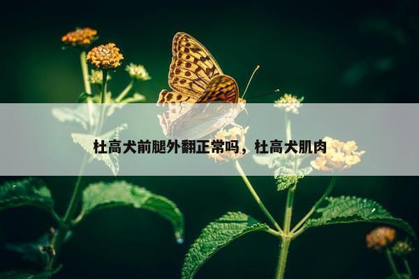 杜高犬前腿外翻正常吗，杜高犬肌肉