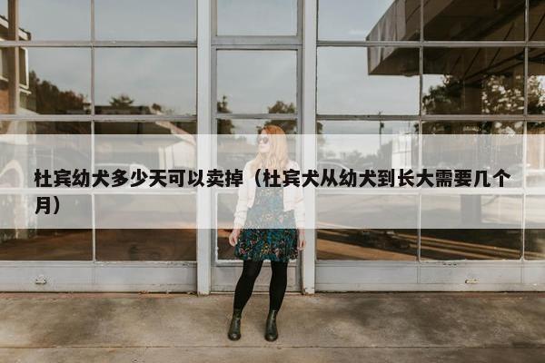 杜宾幼犬多少天可以卖掉（杜宾犬从幼犬到长大需要几个月）