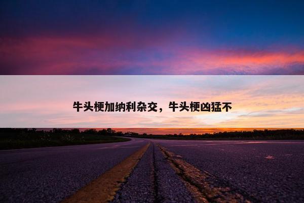 牛头梗加纳利杂交，牛头梗凶猛不