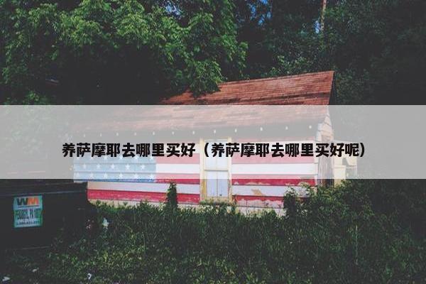 养萨摩耶去哪里买好（养萨摩耶去哪里买好呢）